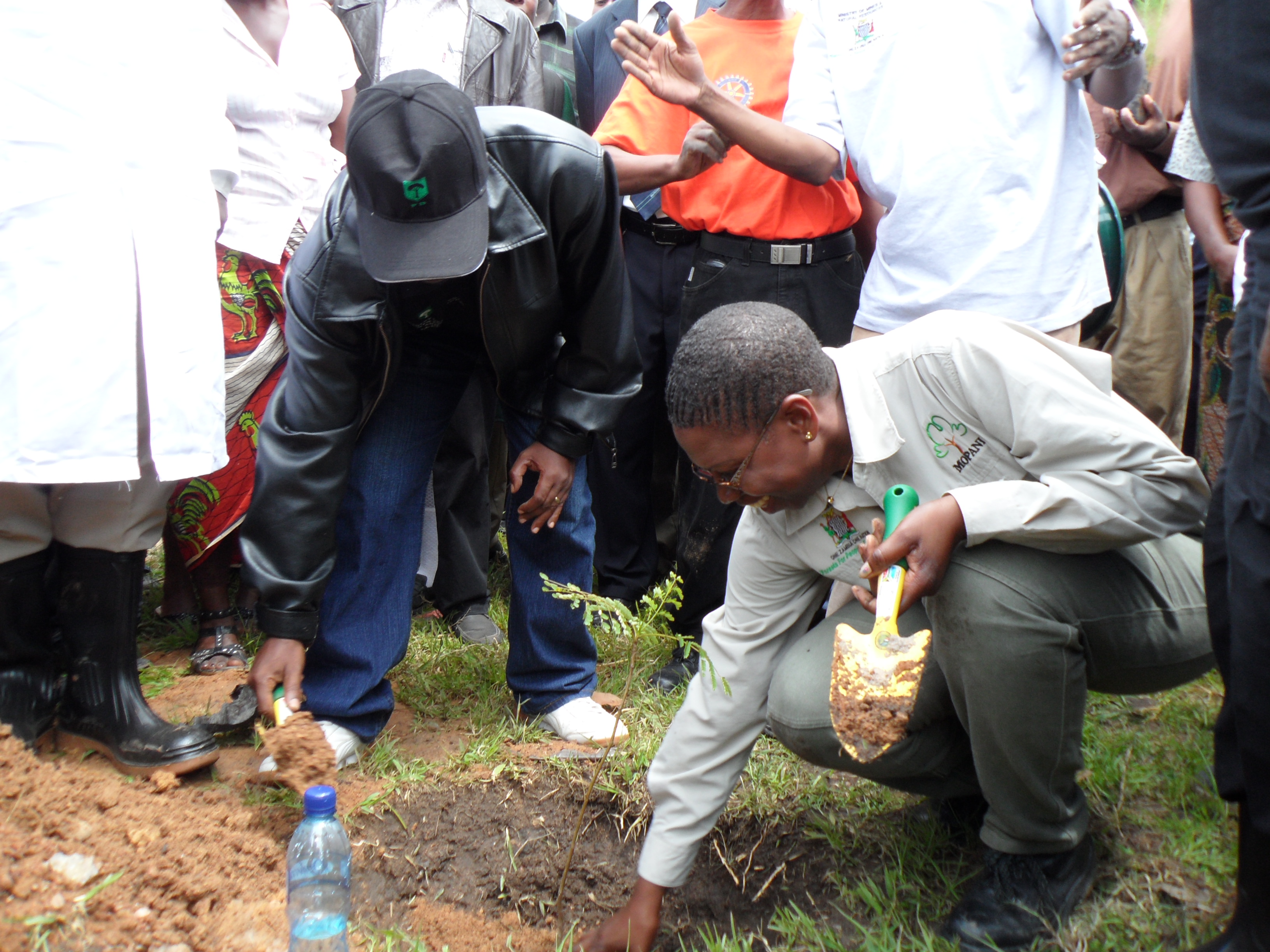 Mopani tree planting in action